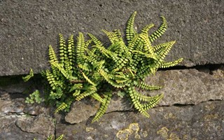 sterke plant