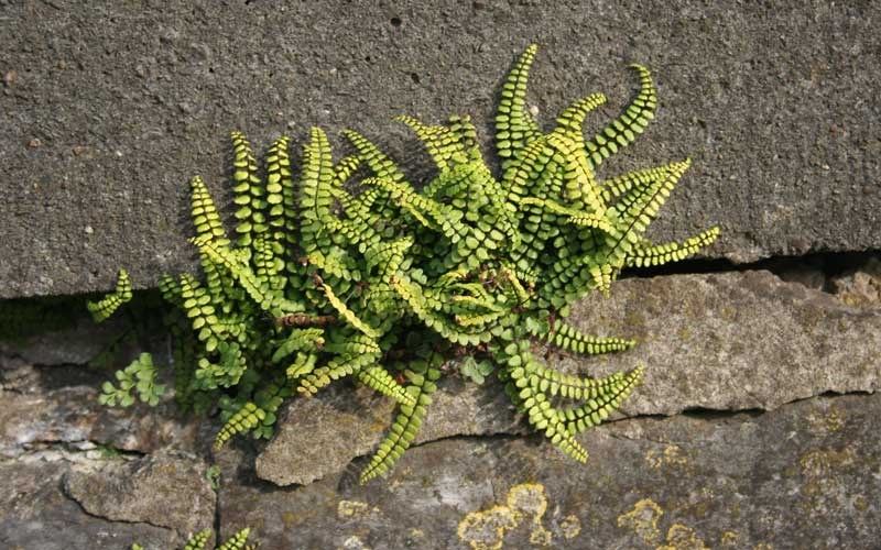 sterke plant